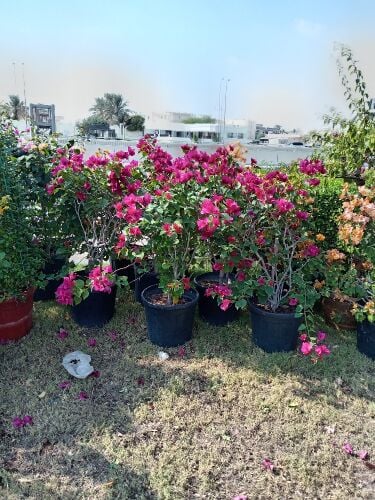 زراعه وديكورات