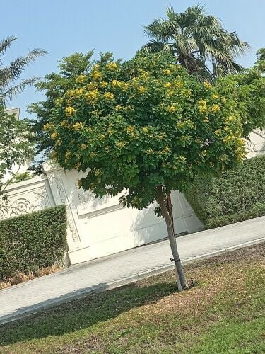 زراعه وديكور