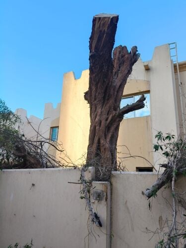 تقطيع اشجار ونخل وعشب وتنسيق الحد