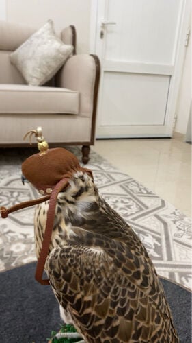 حر من حر تفريخ 