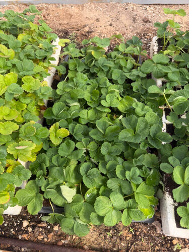 strawberry seedlings