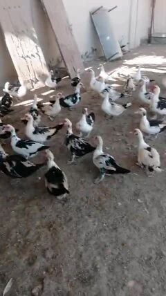 للبيع بط بلدي إناث فقط
