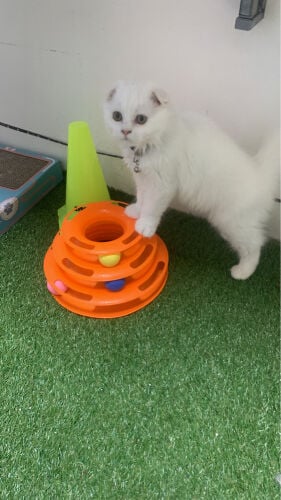 Scottish fold short hair kitten