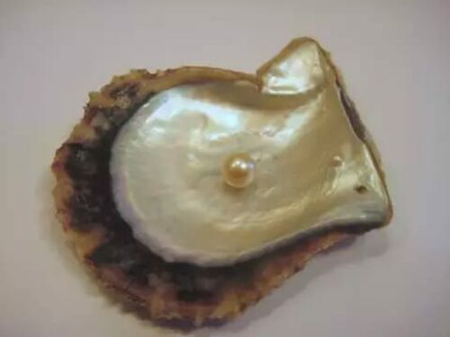 pearl oysters
