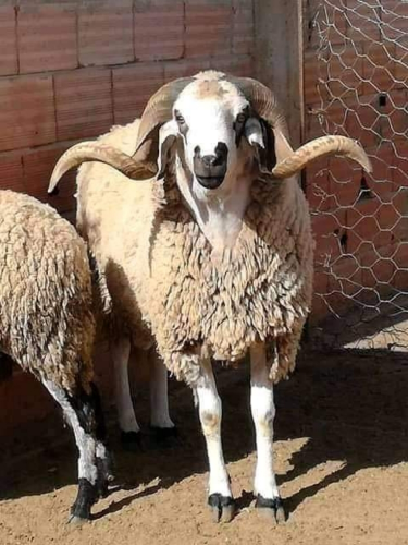 قصاب خرفان وماعز وقعدان وبقر