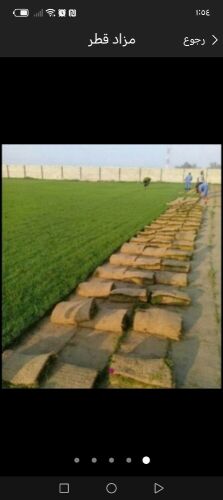 زراعة العشب