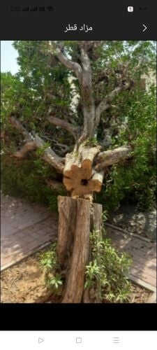 قطع الأشجار الخضراء واليابسه