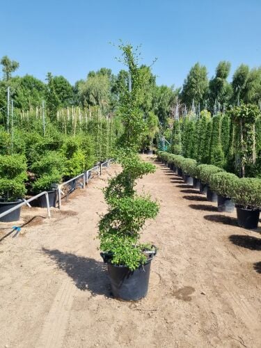 زراعه وديكور