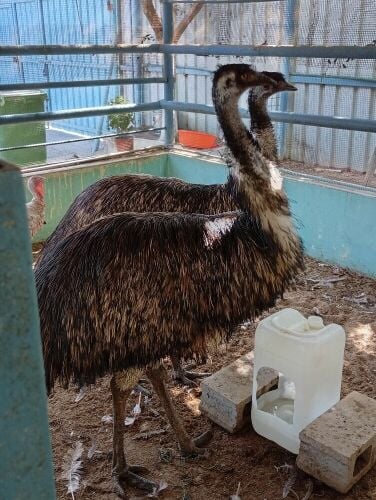 جوز نعام ممتاز جدا بصحه جيده