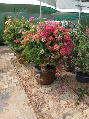 توريد لأشجار الزينه جهنمية