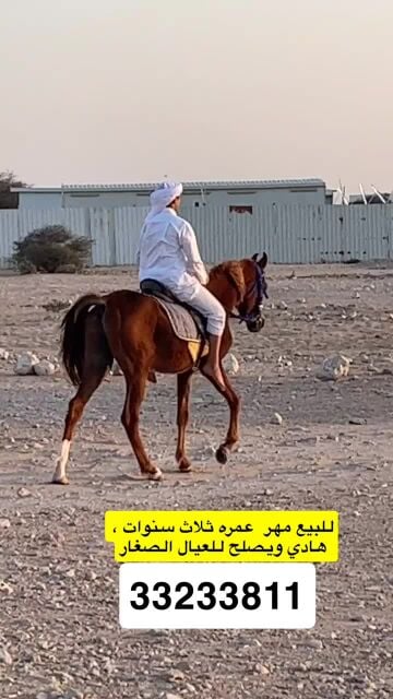 مهر للبيع