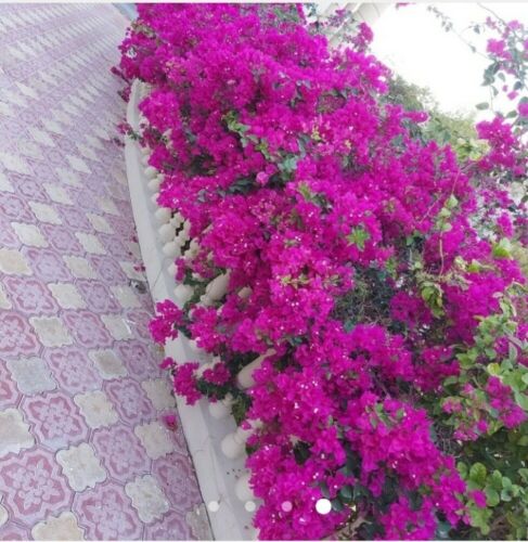 زراعة الورود