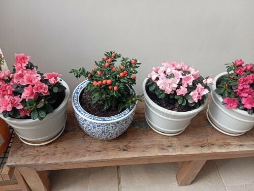 تركيب لاحواض الزراعة وزرعت لأشجار