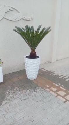 زراعه وديكور