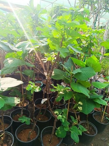 جميع انواع الاشجار المثمره