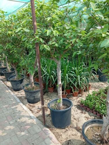 توريد وتركيب لأشجار ونخيل