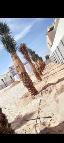 توريد وتركيب جميع انواع النخل