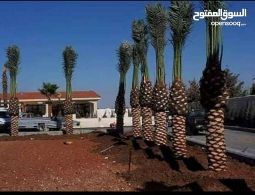 مزارع توريد وتركيب جميع انواع الن