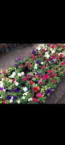 مزارع زراعة وصيانه وترتيب الحدائق