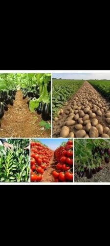 مزارع زراعة وصيانه وترتيب الحدائق