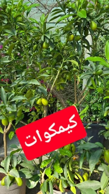 مزارع زراعة الفيلا والبيوت وترتيب