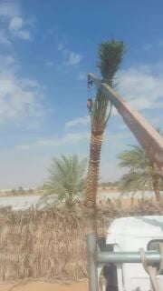 مزارع توريد وتركيب جميع انواع الن