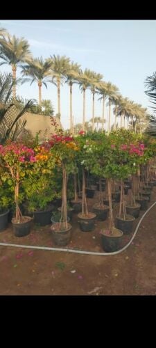 مزارع زراعة وصيانه وترتيب الحدائق