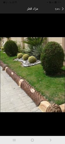 زراع