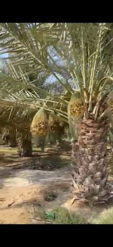 توريد وتركيب النخل