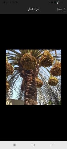 الاهتمام بانخل