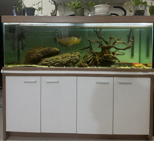 58cm Arowana with tank for sale