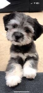 shih tzu