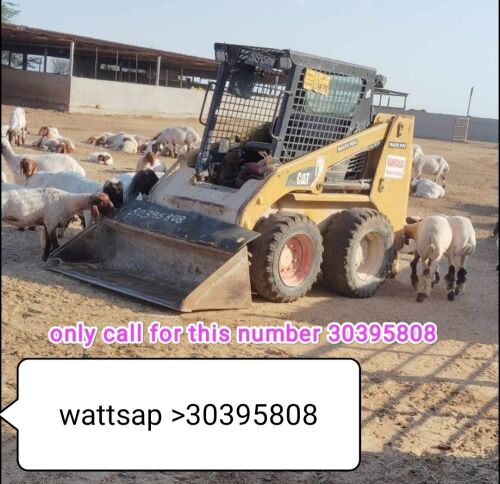 شيوال صغير بوبكيت