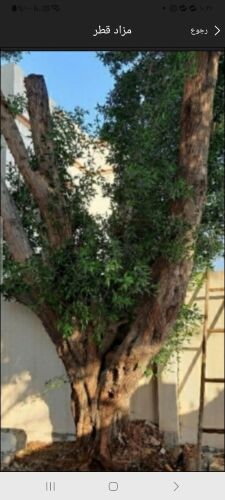 إزالة الأشجار والنخيل بالمنشار