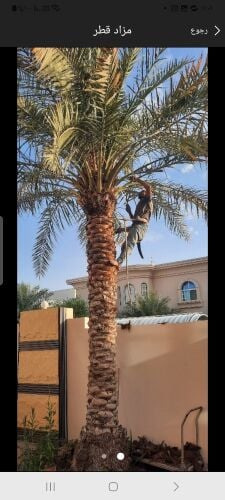 مزارع تكريب النخل ورش وموغزيات
