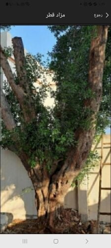 تقطيع اشجار ونخل وعشب وتنسيف حديق