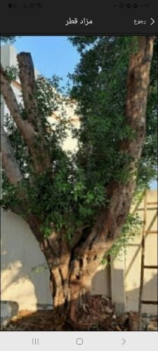 تقطيع اشجار ونخل وعشب وتنسيف حديق