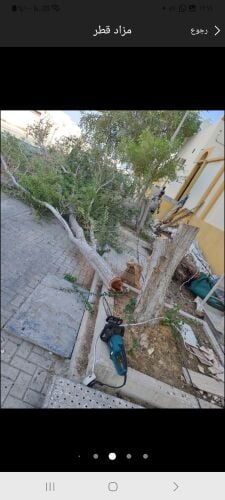 تقطيع اشجار ونخل وعشب وتنسيف حديق