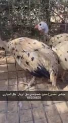 حبشى علي شكل حبارى