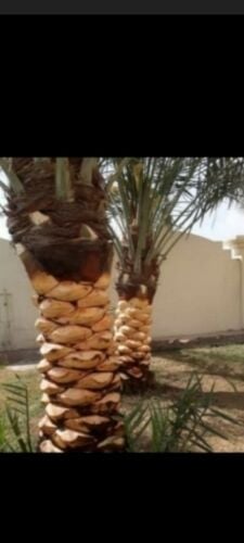تقريب النخل ورش وموغزيات