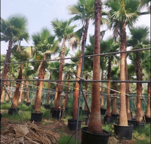 زراعه وتوريد النخيل