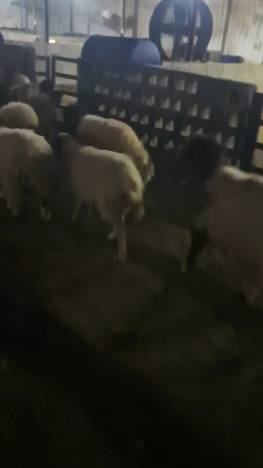 Syrian sheep