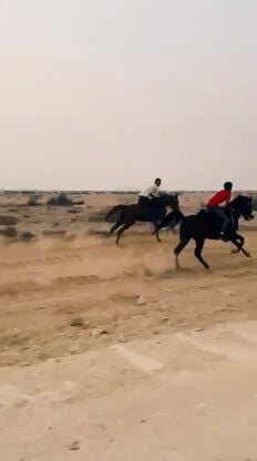 Horse trainer and stable 