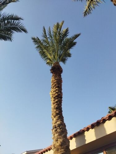 العناية بأشجار النخيل
