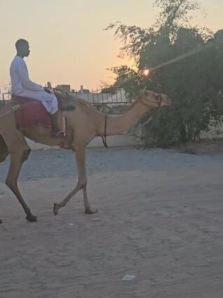 غليصه على الشروط تفحيم سرح كل شيء