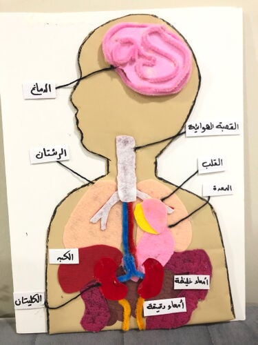 organs Ready Work
