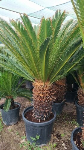 Cycas revolota 45.cm Height
