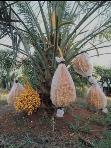 زراعه الفصايل والنخيل