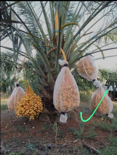 زراعة النخيل والعشب