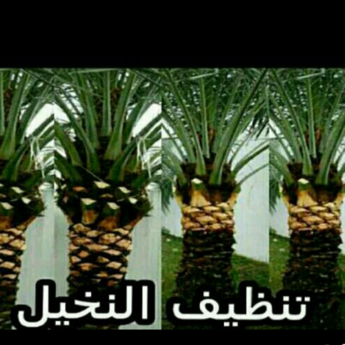 تنظيف النخيل 55079950